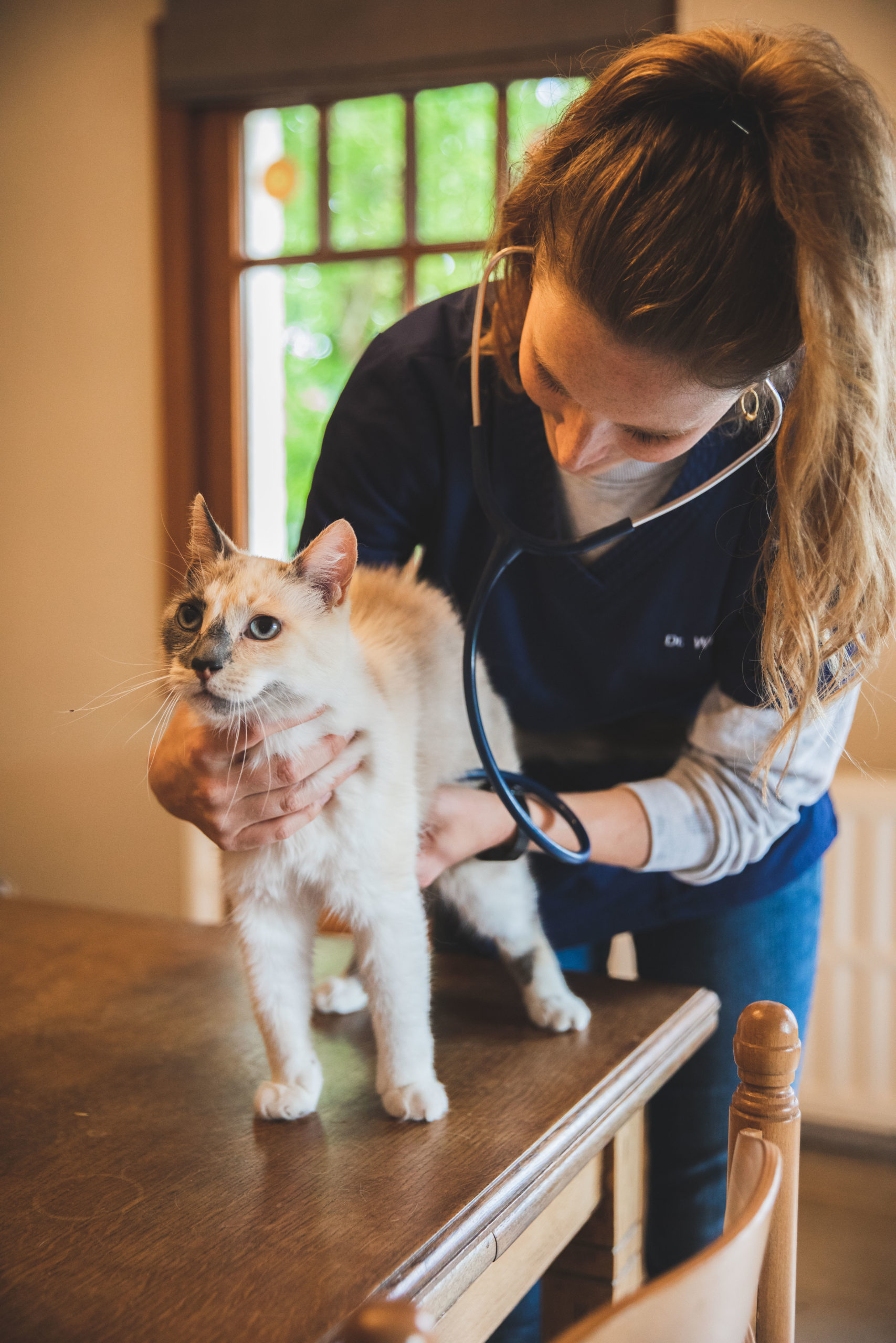 Vétérinaire examinant un chat
